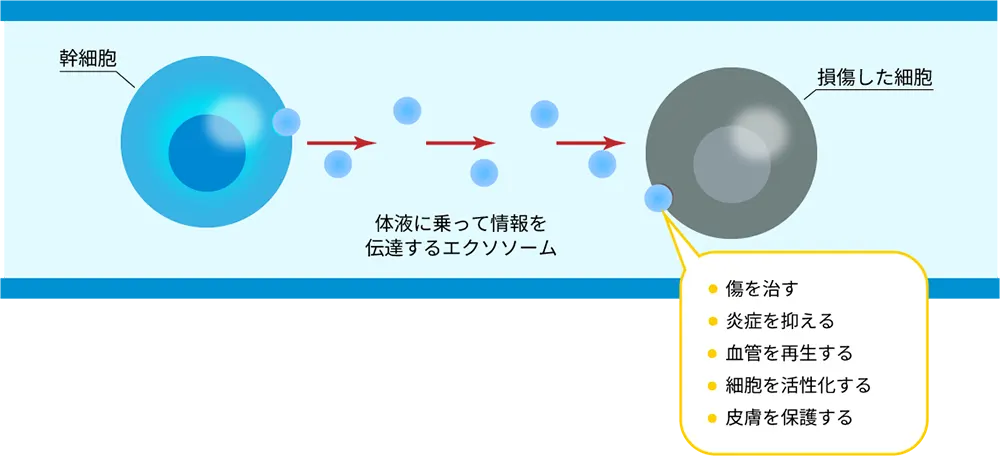 エクソソーム療法の図